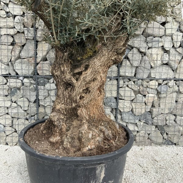 Gnarled Olive Tree XXL (Ancient) J523 - 5A7DF7D2 B3CC 4EE1 997D 727BDEB4F129 1 105 c