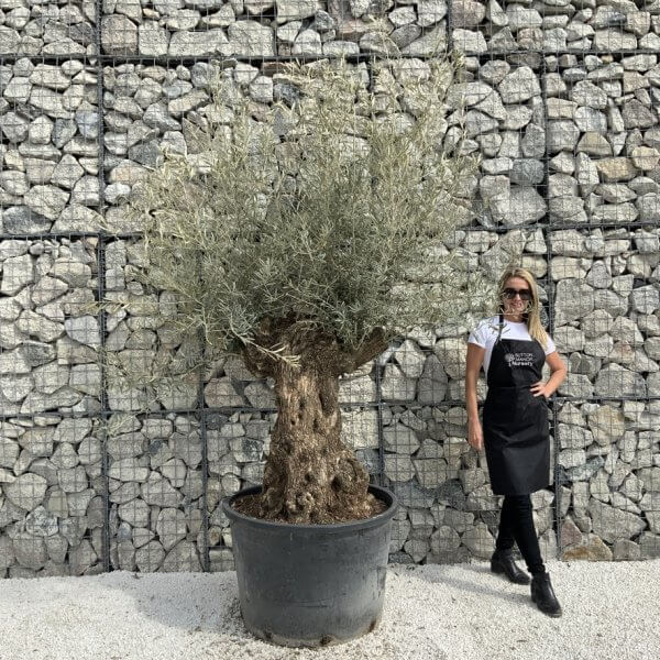 Gnarled Olive Tree XXL (Ancient) J294 - 5D692C51 8CED 45D1 BF69 4392C25C9C96 1 105 c