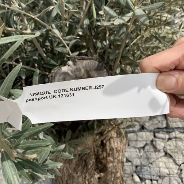 Gnarled Olive Tree XXL (Ancient) J297 - 5ECEC853 AF2C 4C51 A46A 8AC56F33EB96 1 105 c