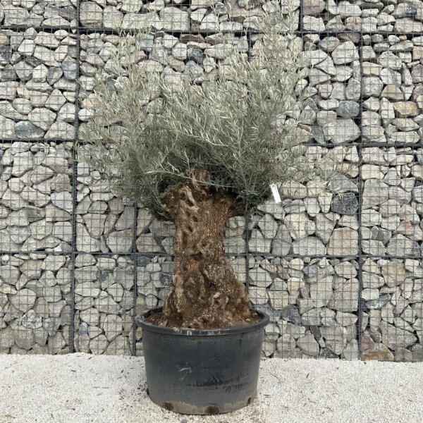 Gnarled Olive Tree XXL (Ancient) J511 - 63B1B639 2C37 48BD BFE6 DAC94DEF9C6C 1 105 c