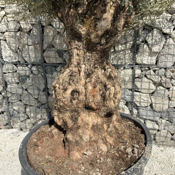 Gnarled Olive Tree XXL (Ancient) J514 - 63F6629C D9F3 41FC A917 C1E6D7483E62 1 105 c