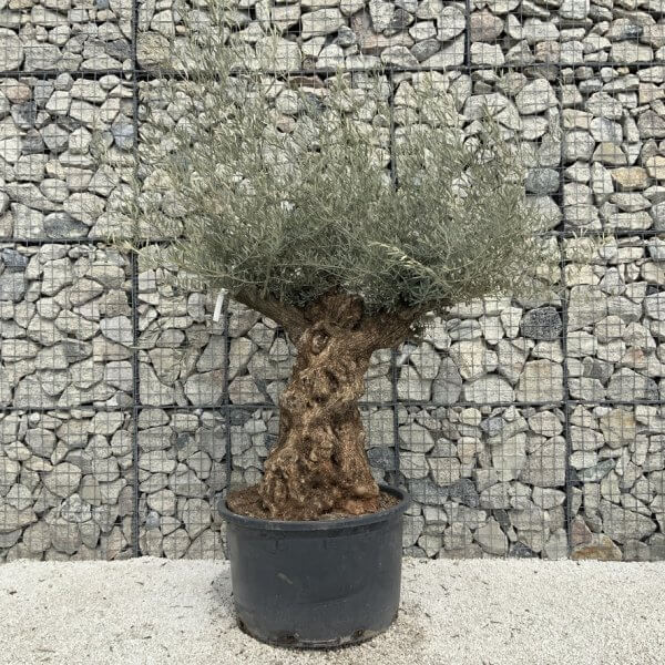 Gnarled Olive Tree XXL (Ancient) J526 - 645064D4 AC78 4B12 B2C1 D55A059900C2 1 105 c