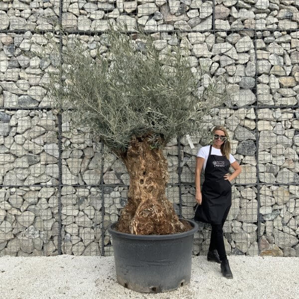 Gnarled Olive Tree XXL (Ancient) J510 - 6662A88A 66D0 4FD3 928E 2C4558230F7C 1 105 c