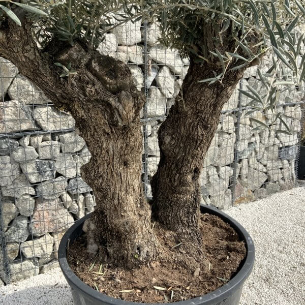 Gnarled Olive Tree XXL (Ancient) J296 - 669CE2C6 34ED 4CAD 8390 462BDAC12E43 1 105 c