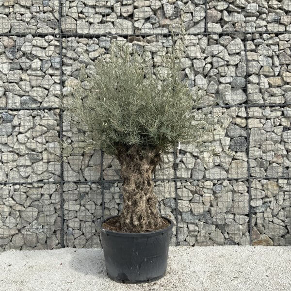 Gnarled Olive Tree XXL (Ancient) J300 - Image 2