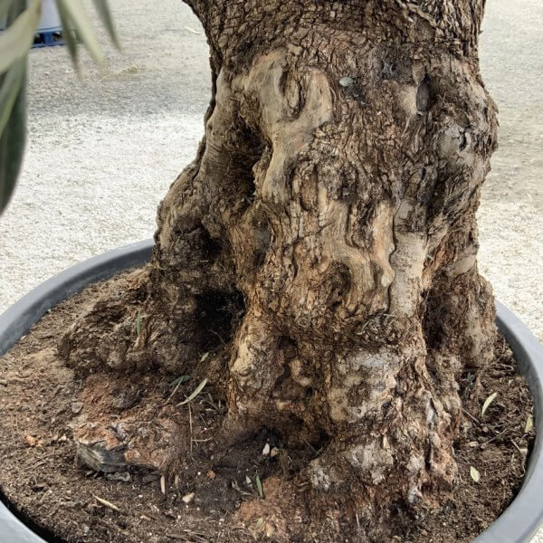 Gnarled Olive Tree XXL (Ancient) J494 - 680AE4C5 06AA 47D7 8F18 4C034444E2BB 1 105 c