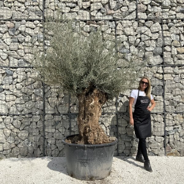 Gnarled Olive Tree XXL (Ancient) J501 - 686137A2 FA6C 4018 9A23 C5AAFF384958 1 105 c