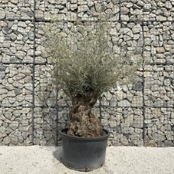 Gnarled Olive Tree XXL (Ancient) J518 - 68FB8703 5D18 4FC2 8AC5 AABF25B39605 1 105 c
