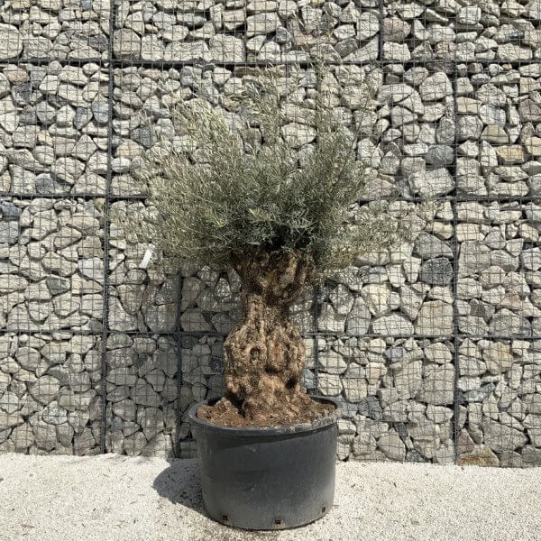 Gnarled Olive Tree XXL (Ancient) J514 - 691E0637 CA0B 46F1 BAD1 999A5100366D 1 105 c