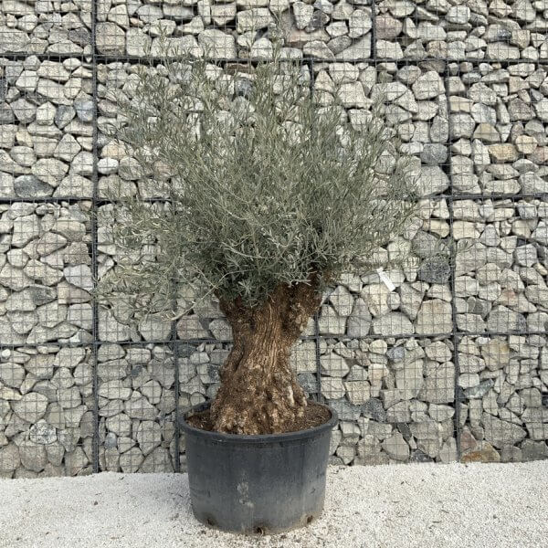Gnarled Olive Tree XXL (Ancient) J493 - 69F329A9 E17C 45C7 8F57 1307D541C3E5 1 105 c
