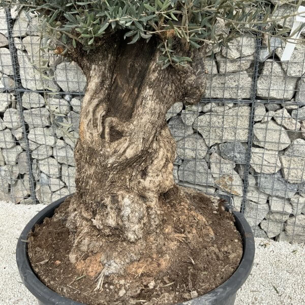 Gnarled Olive Tree XXL (Ancient) J520 - 6A0CC813 FCC3 4688 B869 883BDFD897FD 1 105 c