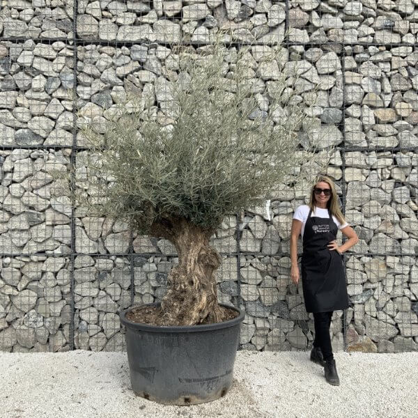 Gnarled Olive Tree XXL (Ancient) J522 - 6A74FF5C A5A5 46E0 BCFF 90DC799EB26E 1 105 c