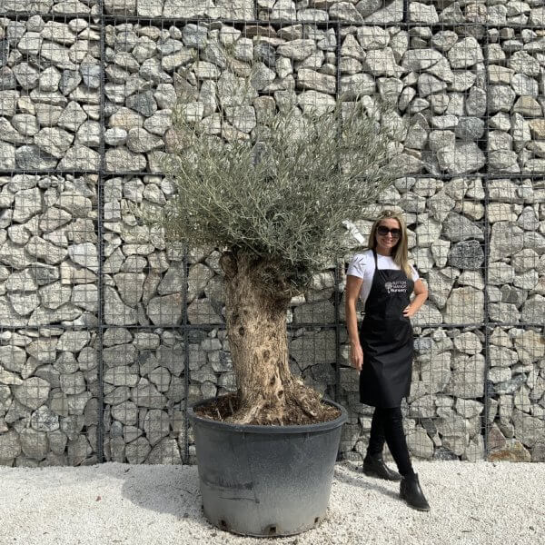 Gnarled Olive Tree XXL (Ancient) J491 - 6A88247B 6158 4DFC 8C56 71FE8D9A8AE5 1 105 c