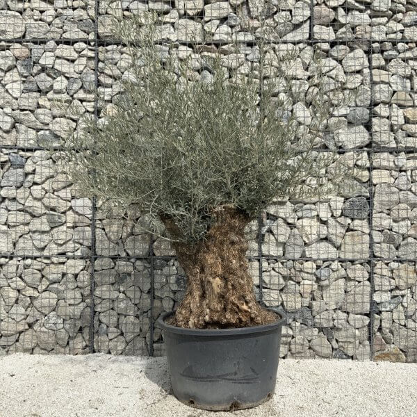 Gnarled Olive Tree XXL (Ancient) J519 - 6DE84713 FFA0 4A9D 873C CA4658B0B354 1 105 c