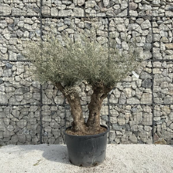 Gnarled Olive Tree XXL (Ancient) J296 - 6EC21F6A 7434 4B83 AC6B 8F4999DAEE51 1 105 c