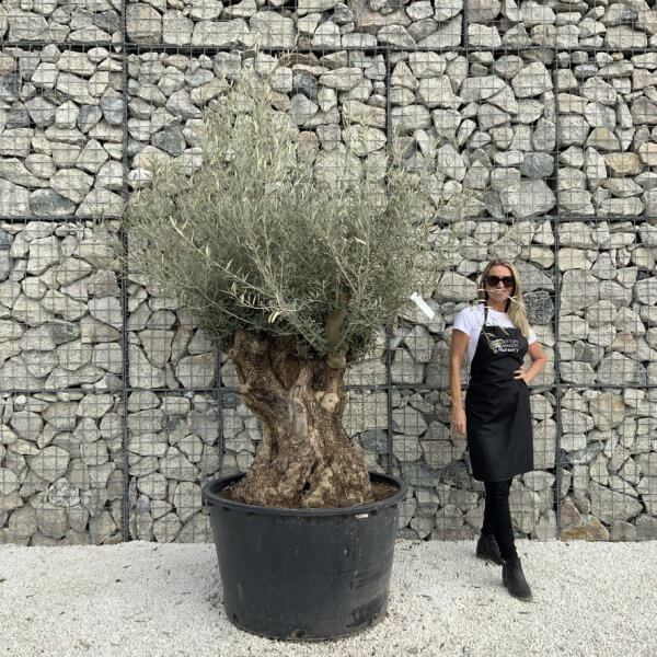 Gnarled Olive Tree XXL (Ancient) J496 - 6FD61320 D49F 438A 9D81 0F1A0121F241 1 105 c 1