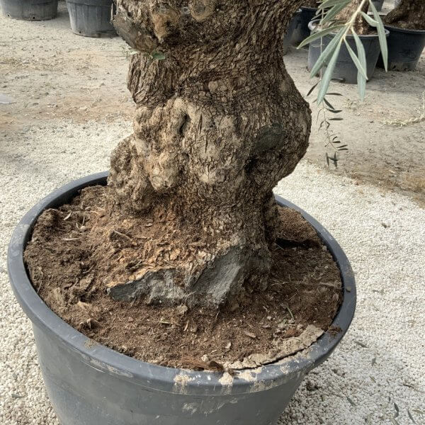 Gnarled Olive Tree XXL (Ancient) J520 - 6FF5BE82 633B 4241 A8BE 20FCDB69B52C 1 105 c