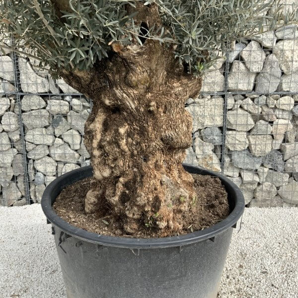 Gnarled Olive Tree XXL (Ancient) J285 - 71174912 DE5F 4F2C 96F8 7DE1103FBC42 1 105 c