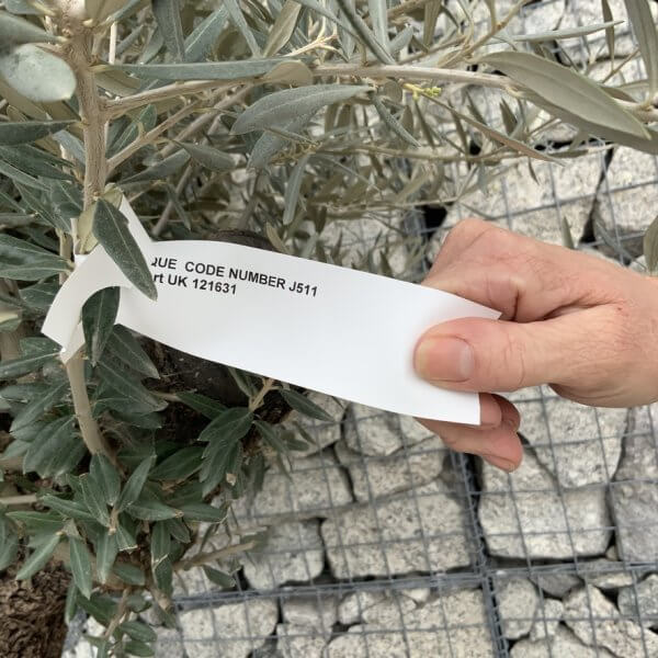 Gnarled Olive Tree XXL (Ancient) J511 - 72E5BA30 ECC7 4FC8 ABAA 9F8D8B12D1A4 1 105 c