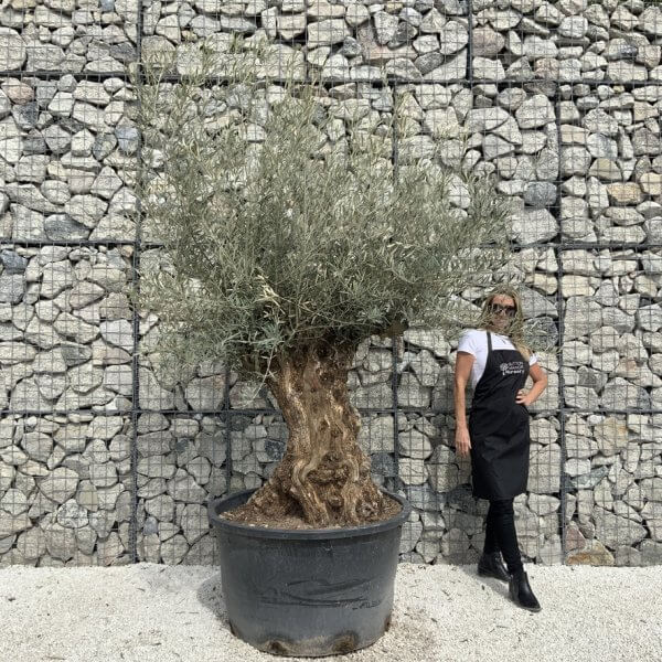 Gnarled Olive Tree XXL (Ancient) J527 - 73D6D692 F31F 4C77 B878 1F44FBA48620 1 105 c