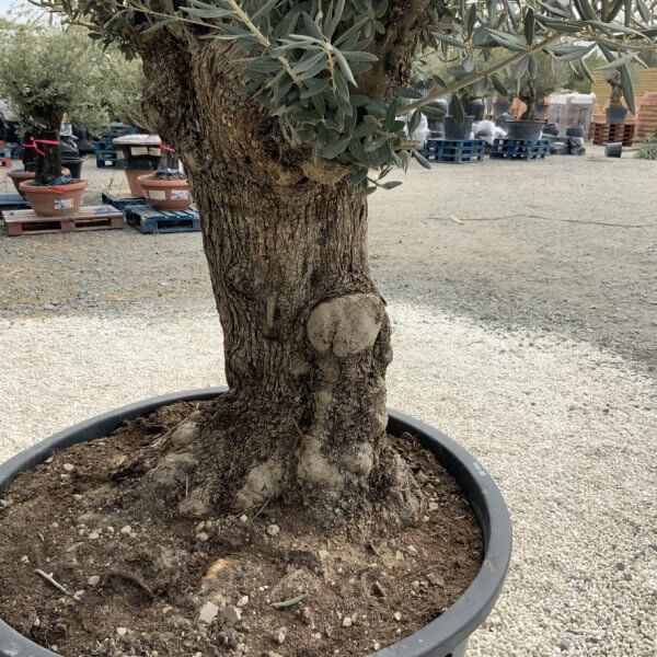Gnarled Olive Tree XXL (Ancient) J522 - 7411A391 E663 4841 9DA2 95651968F126 1 105 c