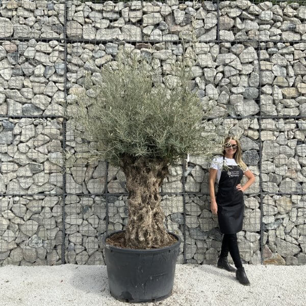 Gnarled Olive Tree XXL (Ancient) J300