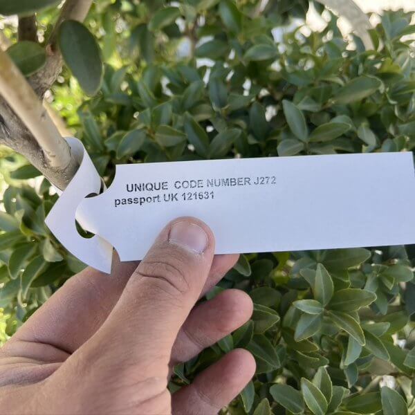 Ilex Maximowicziana Cloud Tree J272 - 74A4DB20 1811 4D7E A204 8F48AB057AA2 1 105 c