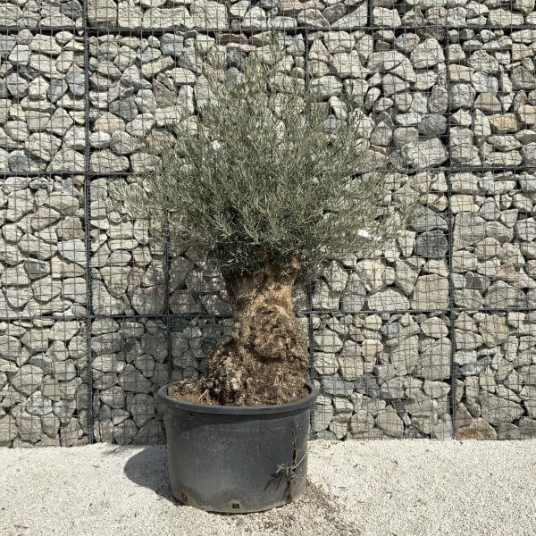 Gnarled Olive Tree XXL (Ancient) J516 - 761238E2 E9B8 4DB6 97E0 EB11EFF3737F scaled