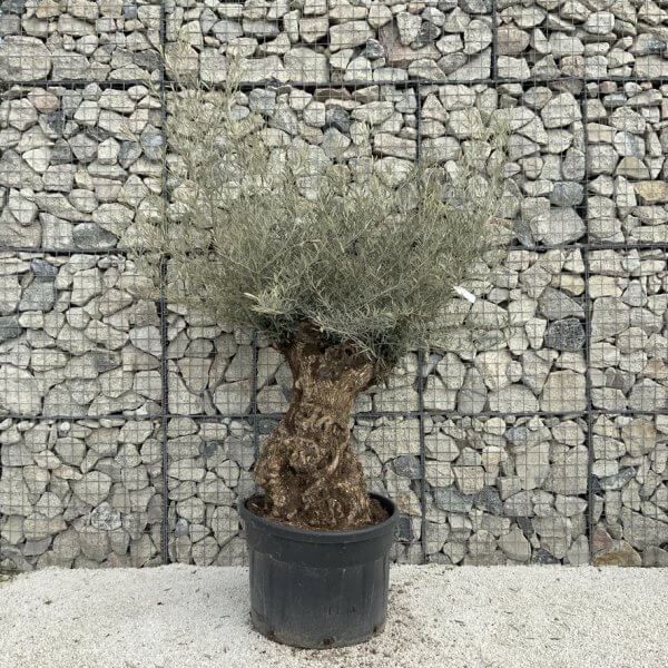 Gnarled Olive Tree XXL (Ancient) J498 - 76BB11D7 12C4 4A14 919C 2B3B04096034 1 105 c