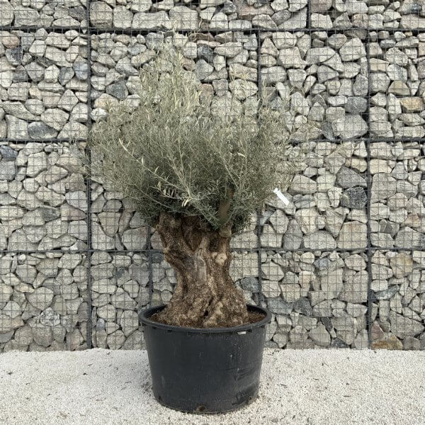 Gnarled Olive Tree XXL (Ancient) J496 - 777B8D4F 18BC 4588 9C83 66C3564F6D11 1 105 c 1