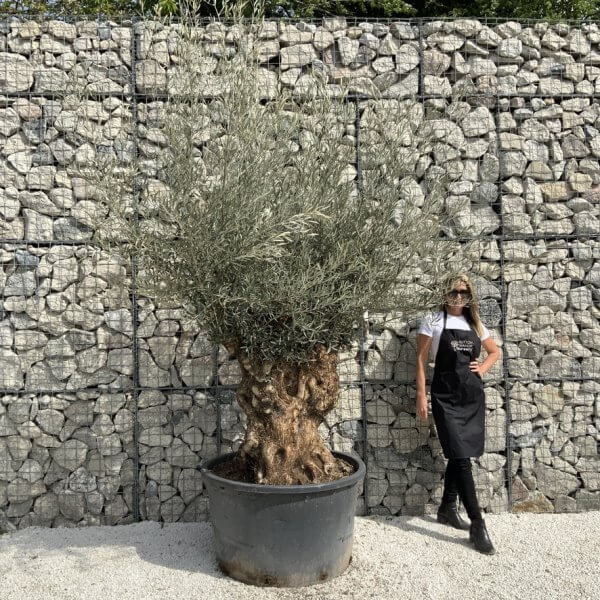 Gnarled Olive Tree XXL (Ancient) J298 - 786E062B 8EA3 4A70 BAEA 18DCC1D4D0DA 1 105 c