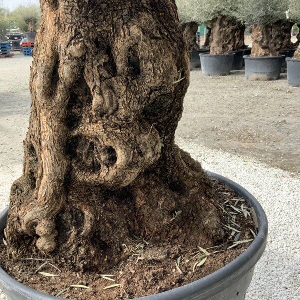 Gnarled Olive Tree XXL (Ancient) J292 - 7A75C4E4 4C1C 4EC8 9090 268B52B5DDC9 1 105 c