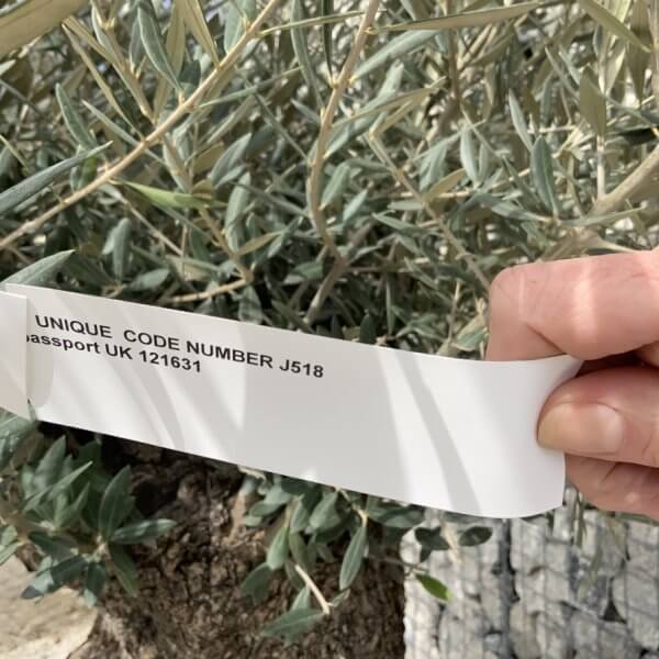 Gnarled Olive Tree XXL (Ancient) J518 - 7ACB268B 811B 4319 B2C8 6B9CECB2993D 1 105 c