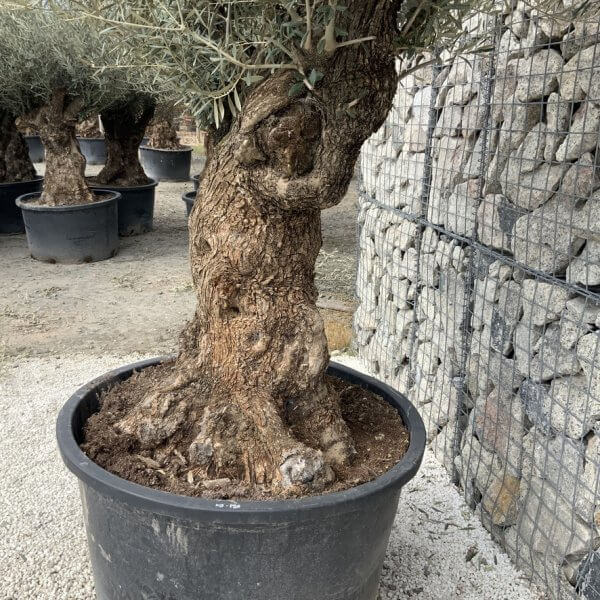 Gnarled Olive Tree XXL (Ancient) J523 - 7D8340D0 6C09 45C7 ADF2 8BCCBCE0EE3C 1 105 c