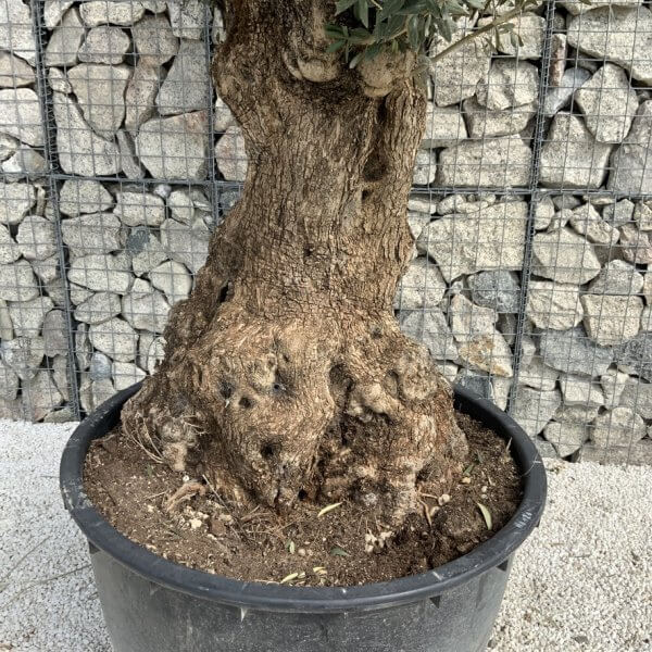 Gnarled Olive Tree XXL (Ancient) J297 - 82221B11 012D 48FF 8F6A 5B3A99246FCD 1 105 c