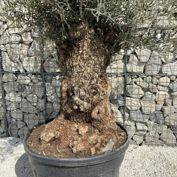 Gnarled Olive Tree XXL (Ancient) J503 - 8450AD1E 54DA 437E ABC2 9359A16C68F7 1 105 c