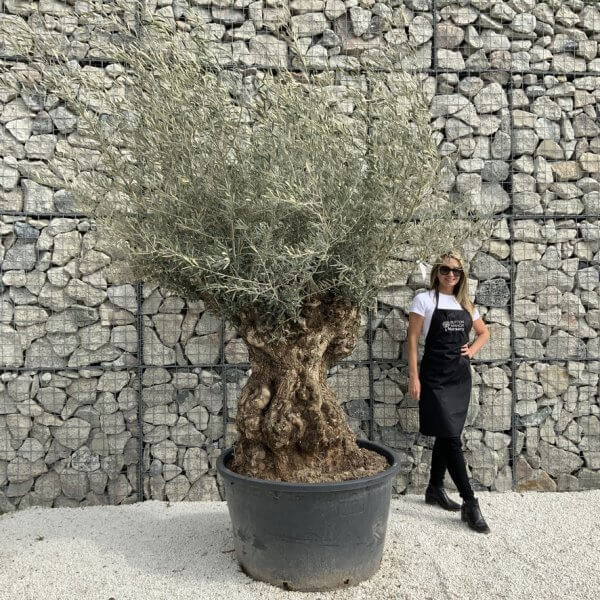 Gnarled Olive Tree XXL (Ancient) J286 - 85506861 9639 491F B548 7759B90ACF67 1 105 c 1