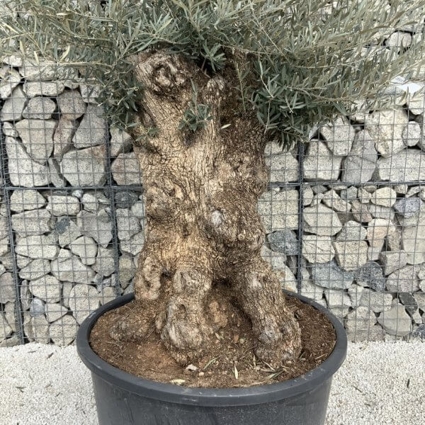 Gnarled Olive Tree XXL (Ancient) J512 - 86104D88 AC1A 46F6 9DC7 25E635BB66A5 1 105 c