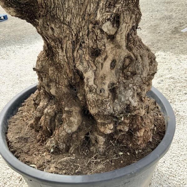 Gnarled Olive Tree XXL (Ancient) J286 - 875512BF 5CB9 4AE2 998A B06E03174818 1 105 c