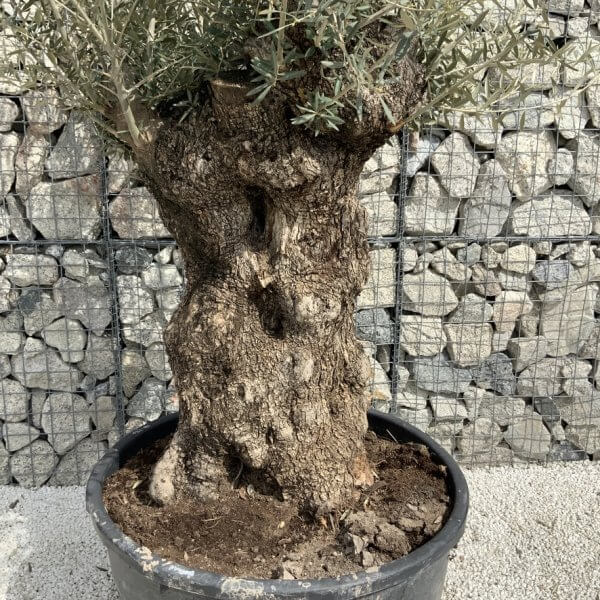 Gnarled Olive Tree XXL (Ancient) J499 - 8A6B47F0 C47E 4084 9A52 CDB1607CC37B 1 105 c