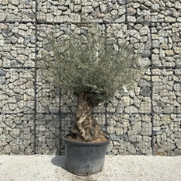 Gnarled Olive Tree XXL (Ancient) J515 - Image 2
