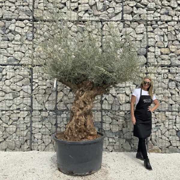 Gnarled Olive Tree XXL (Ancient) J526 - 8FDBF254 8E2D 4831 91C6 6B3B670479D1 1 105 c