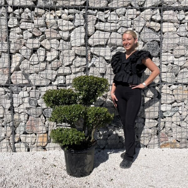 Ilex Maximowicziana Cloud Tree J270 - 9219D302 CB06 4603 BD29 6F0577FC61CB 1 105 c 2