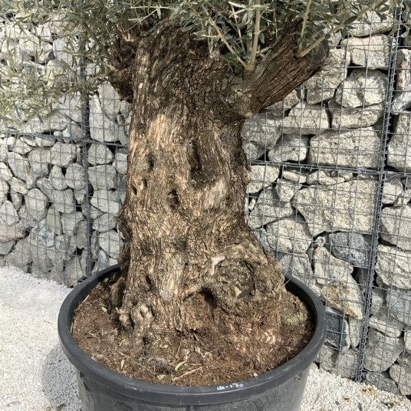 Gnarled Olive Tree XXL (Ancient) J294 - 923704EB FC97 4D0F 9C8D 289567008568 1 105 c