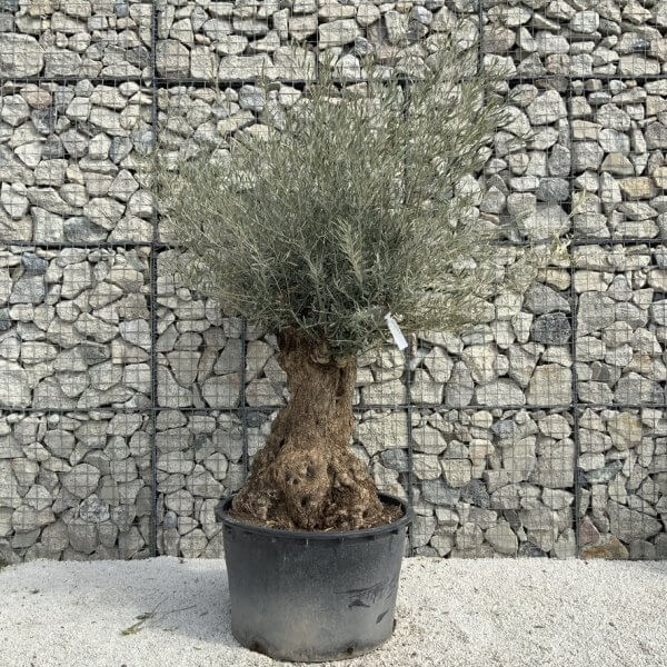 Gnarled Olive Tree XXL (Ancient) J297 - 933ECD74 C2B2 46DA 9541 107DE5497358 1 105 c