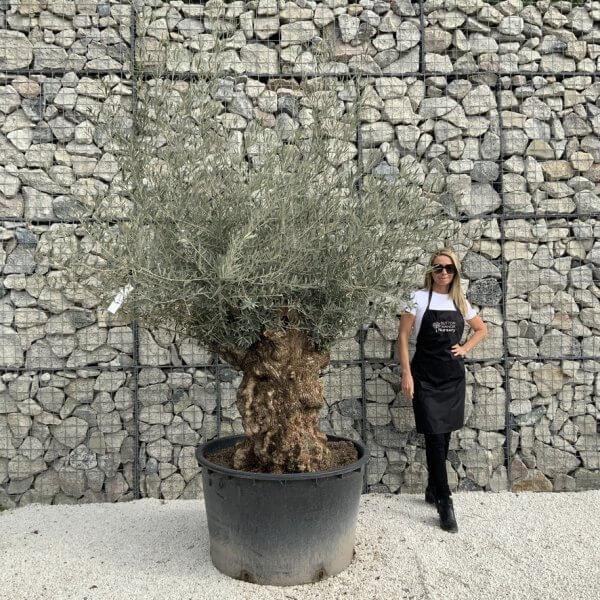 Gnarled Olive Tree XXL (Ancient) J285 - 93B76635 44DC 44AA 932C 0E607C55C98A 1 105 c