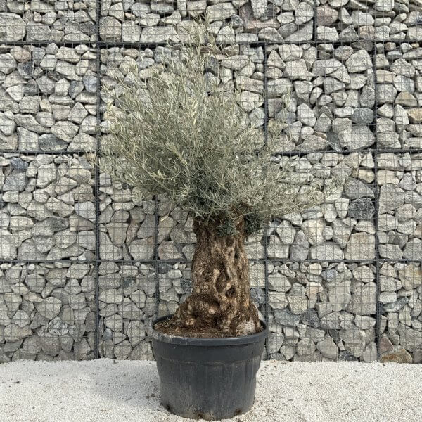 Gnarled Olive Tree XXL (Ancient) J292 - 94E8A9E3 10A9 4F8F 9B07 A4D7123B1E81 1 105 c
