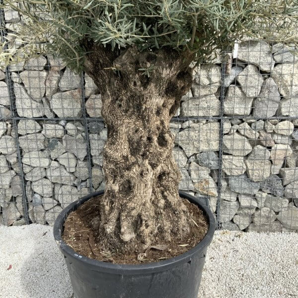 Gnarled Olive Tree XXL (Ancient) J300 - Image 3