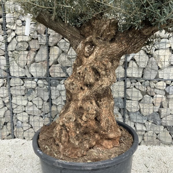 Gnarled Olive Tree XXL (Ancient) J526 - 95F9B1C6 875E 44A0 9CCE AD7E5128B16B 1 105 c