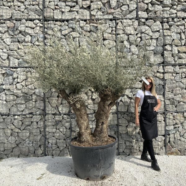 Gnarled Olive Tree XXL (Ancient) J296 - 9748AD10 CE06 4770 9F2F 2A315CEEE265 1 105 c